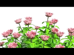 Y11 Phụ nữ Smart Watch Luxury 1.32 